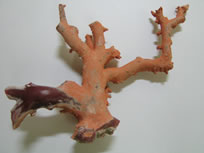 赤珊瑚の原木