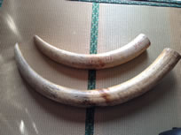 象牙の原木の牙２本